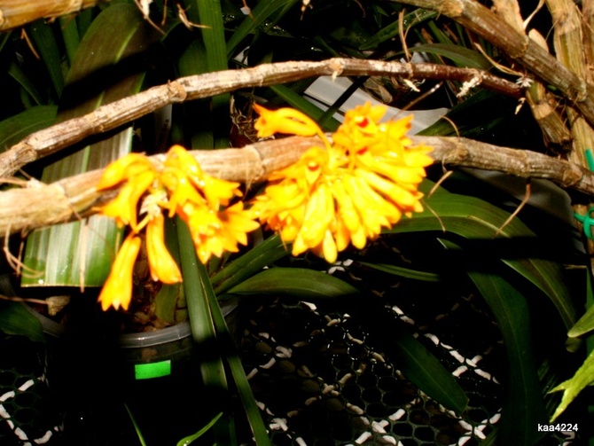 Dendrobium Bullenianum.