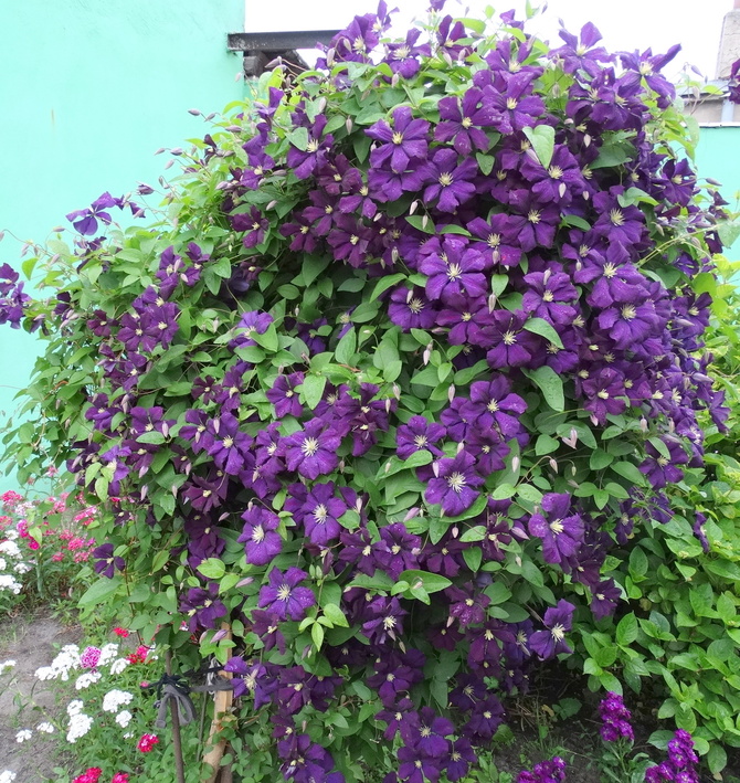 U sąsiadki  rosną kwiatki:)