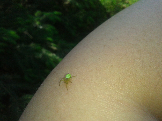 zielony pajączek