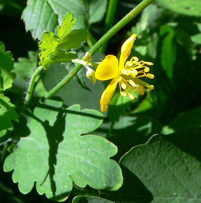 Żółte kwiatki jaskółczego ziela
