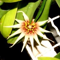  Bulbophyllum carcanthum.  Makro.