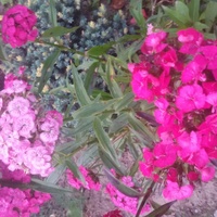 Kwiaty Z Mojej Dzia