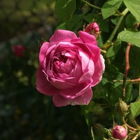 Róża - Królowa Kw