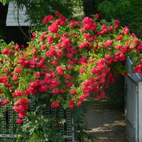Róża sąsiadki