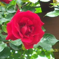 róża.......