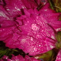 różowy goździczek