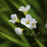 Rzeżucha łąkowa (Cardamine pratensis L.)