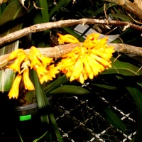 Dendrobium Bullenianum.