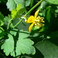 Żółte kwiatki jaskółczego ziela
