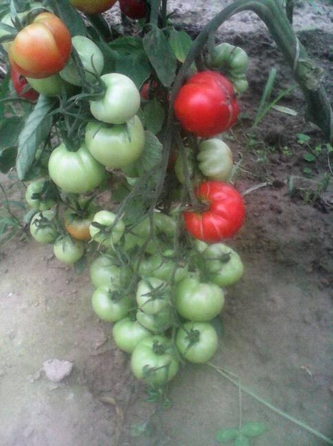 a tak mi obrodziły pomidorki w tym roku ;)
