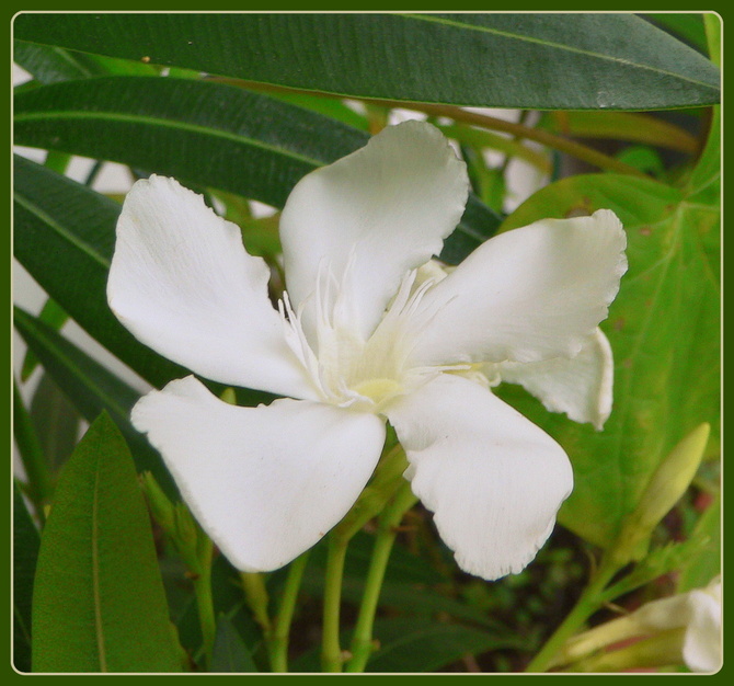 Biały kwiatek 