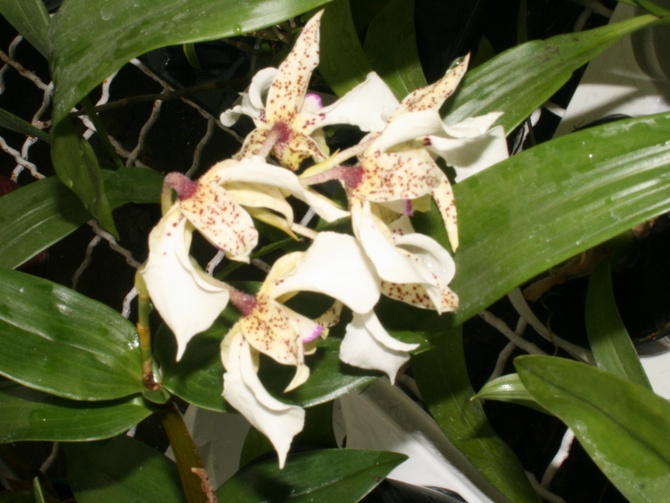 Dendrobium atrovidaceum x excimium.