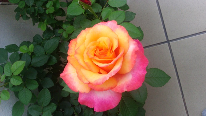 Dwubarwna róża :-) 