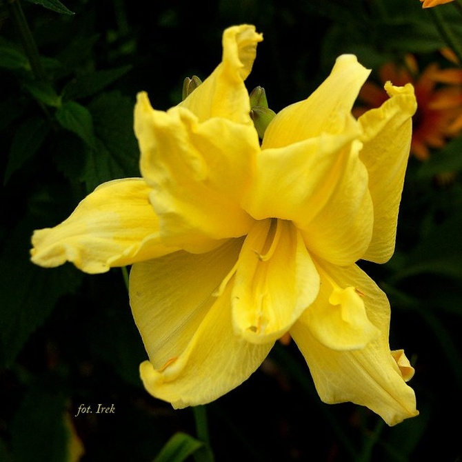 Liliowiec żółty