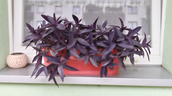 Mój najcenniejszy kwiat Setkresja purpurowa