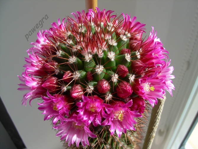 Mój przepięknie kwitnący kaktus 3