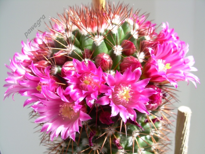 Mój przepięknie kwitnący kaktus 4