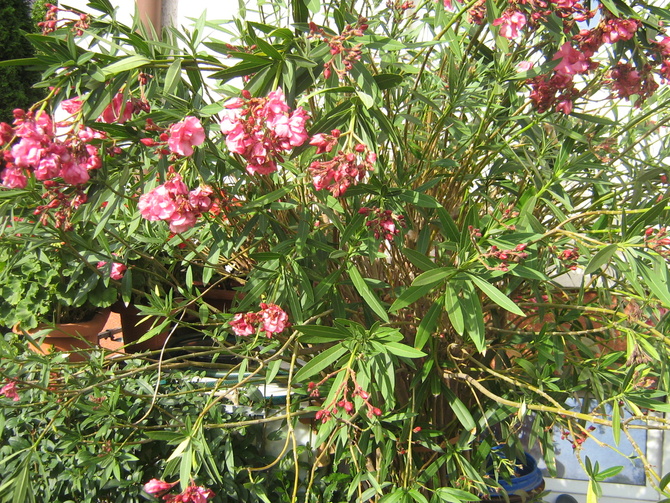 Oleander różowy