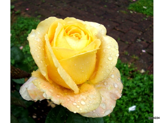  Róża  CANDLELIGHT  po deszczu .
