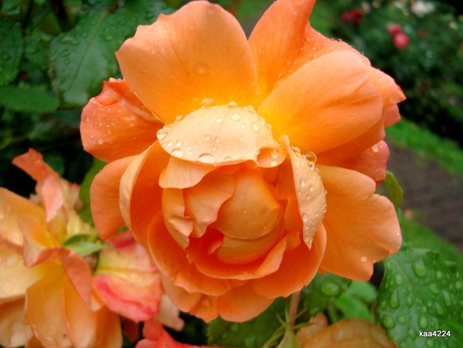  Róża  KORVEST  po deszczu .