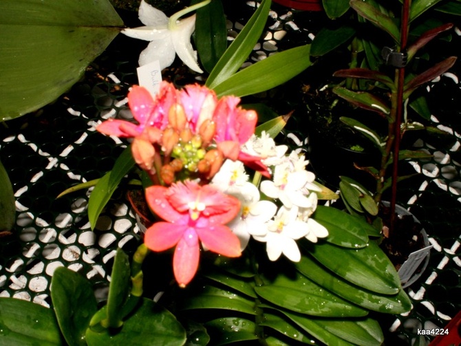 Epidendrum denticulata / różowy /.