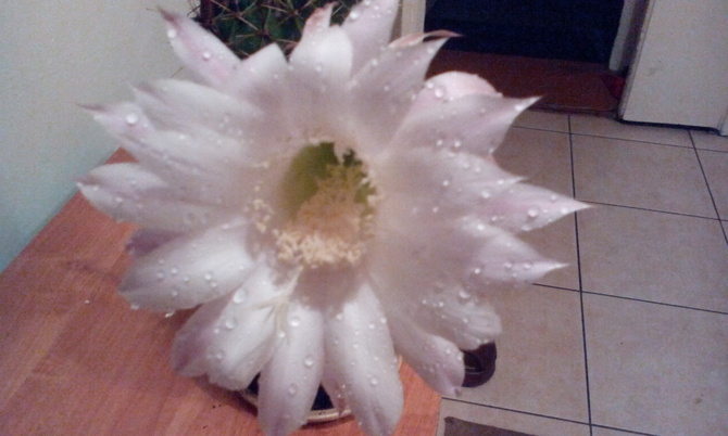tak wygląda kwiat kaktusa