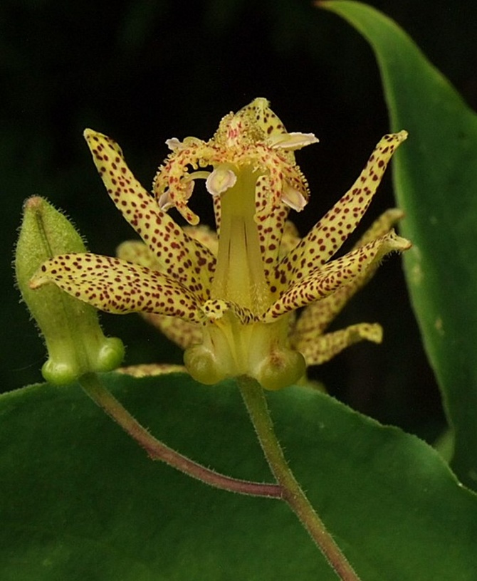 Trójsklepka - tricyrtis hirta (lilia 