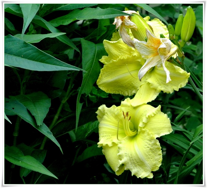 Żółte liliowce