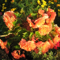 Begonia złocista..oryginalny kolor