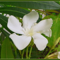 Biały kwiatek 
