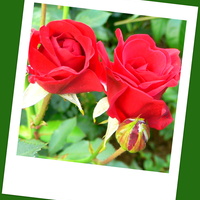 Czerwone róże dla miłych solenizantek!