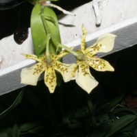 Dendrobium Atroviolaceum.