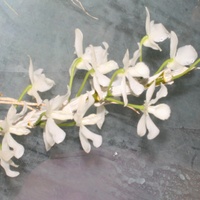 Dendrobium parischii Alba Shimentora.