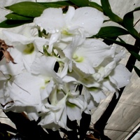 Dendrobium Sanderine var Luminica.