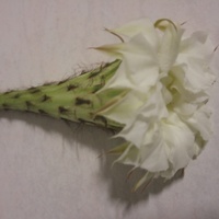 Kwiat który odpadł od kaktusa.