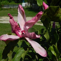 Magnolia kwitnie