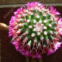 Mój przepięknie kwitnący kaktus 1 