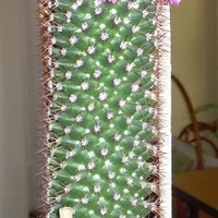 Mój przepięknie kwitnący kaktus 2