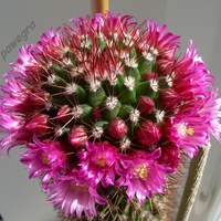 Mój przepięknie kwitnący kaktus 3