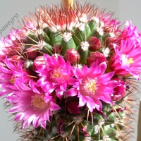 Mój przepięknie kwitnący kaktus 4