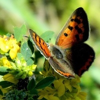 Motylek, kwiatki, lato:)