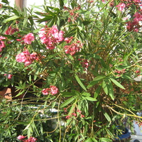 Oleander różowy
