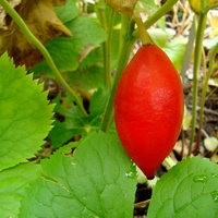 Owoc stopowca himalajskiego.