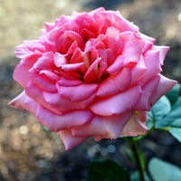 Róża na miłe popołudnie 