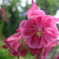 różowy orlik