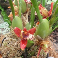  Maxillaria tenuifolia .