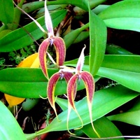 Bulbophyllum Maxillare / syn.Bulbophyllum brunei /.