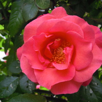wiosenna róża