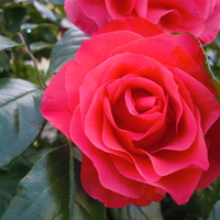 wiosenna róża