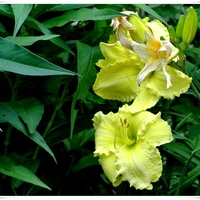 Żółte liliowce